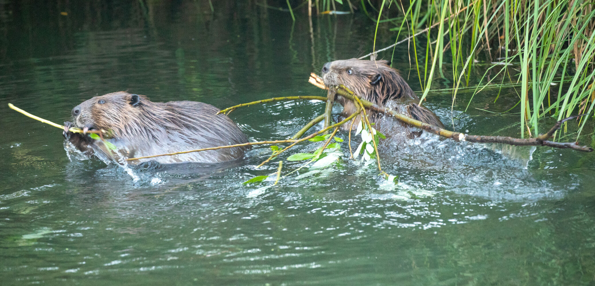 Beaver Lodge Summer 2021